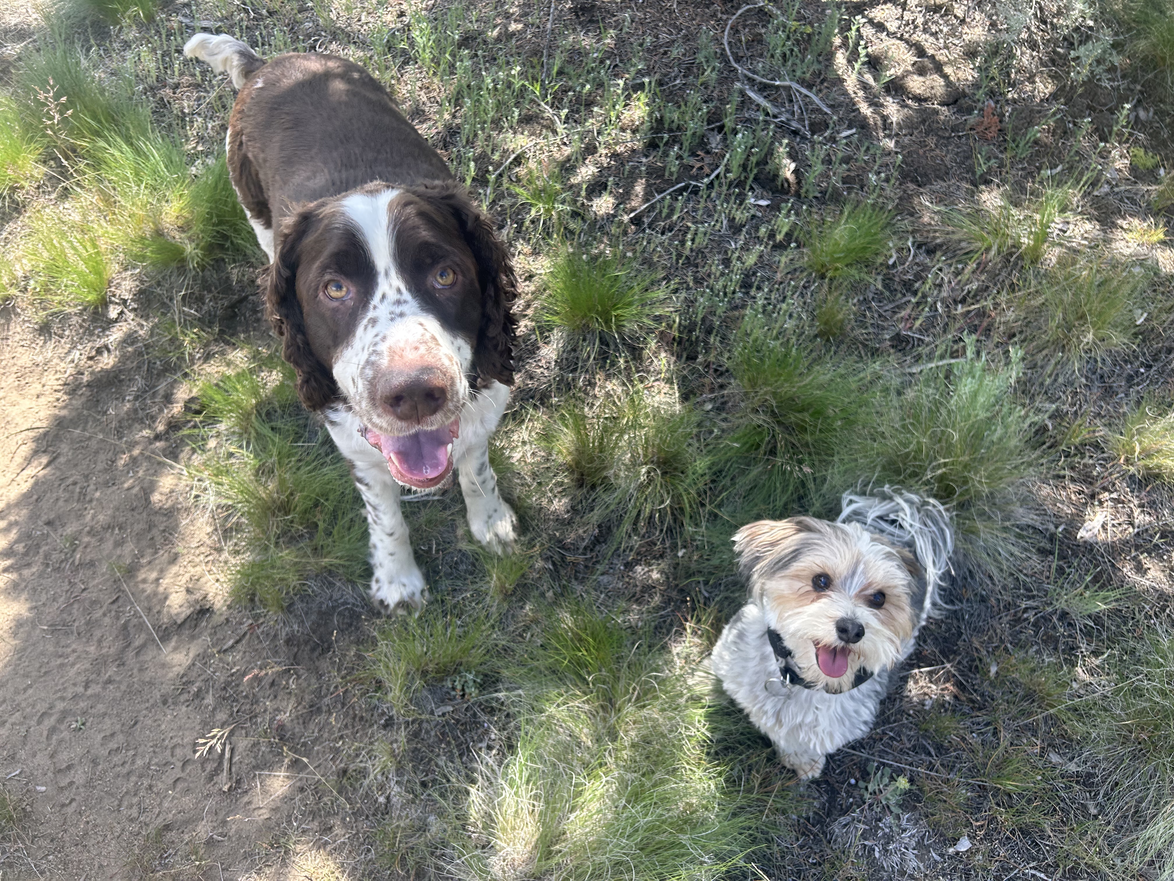 Dog playing